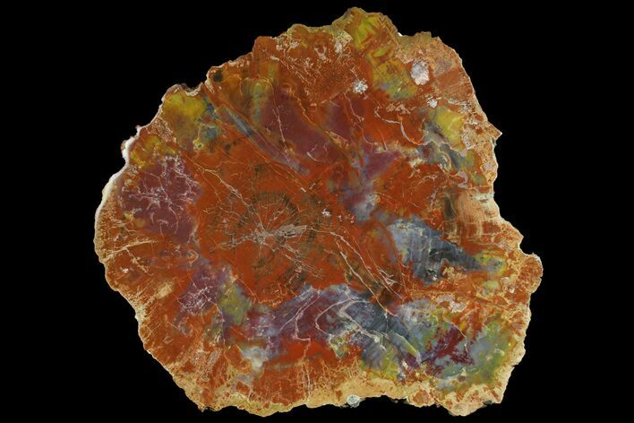 Colorful Petrified Wood (Araucarioxylon) Slab - Arizona #166066